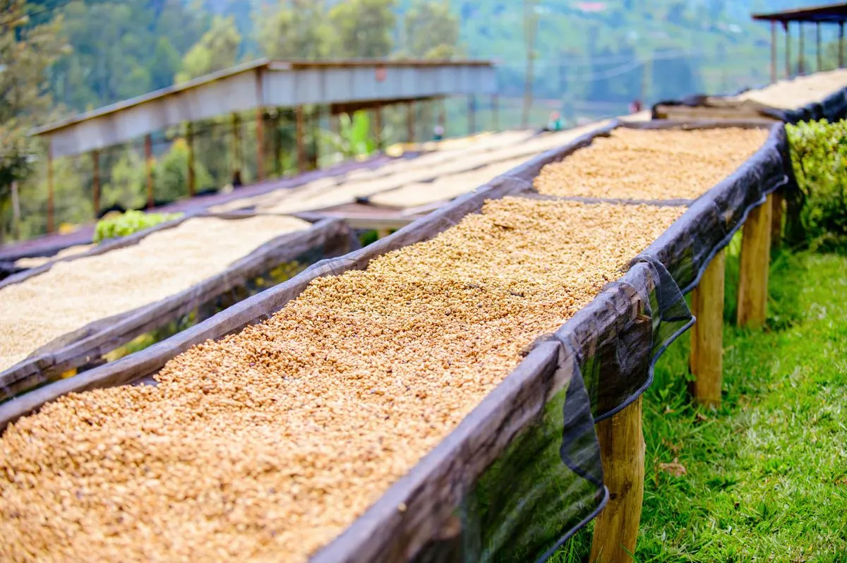 Pulps, ferments, washes and dries coffee cherry or cocoa pod into export-grade beans.